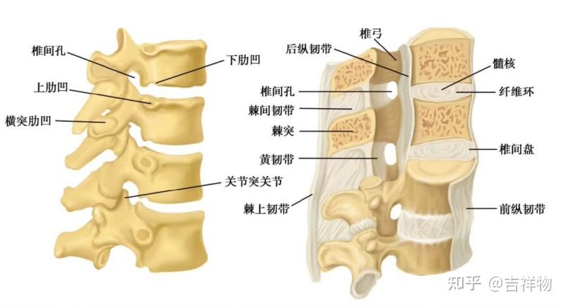 椎体间的连接