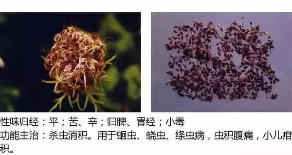 500余种中草药图  第244张