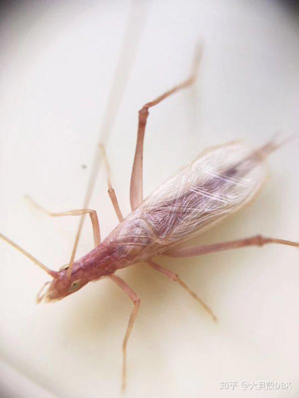 聊发写意竹蛉这玩意儿