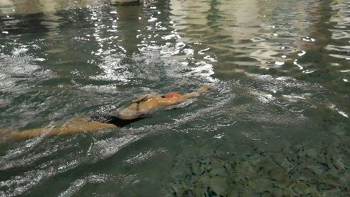 如何提升游泳技能?训练要点及计划-闲静19年的