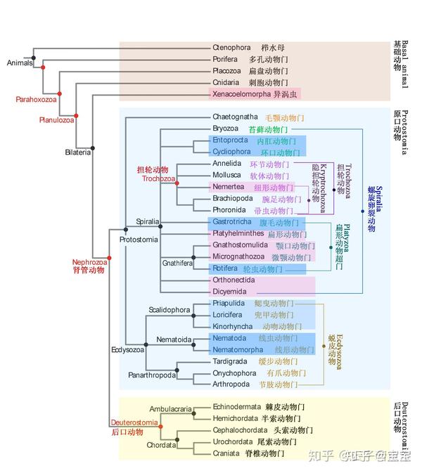 生物进化树整理 - 知乎
