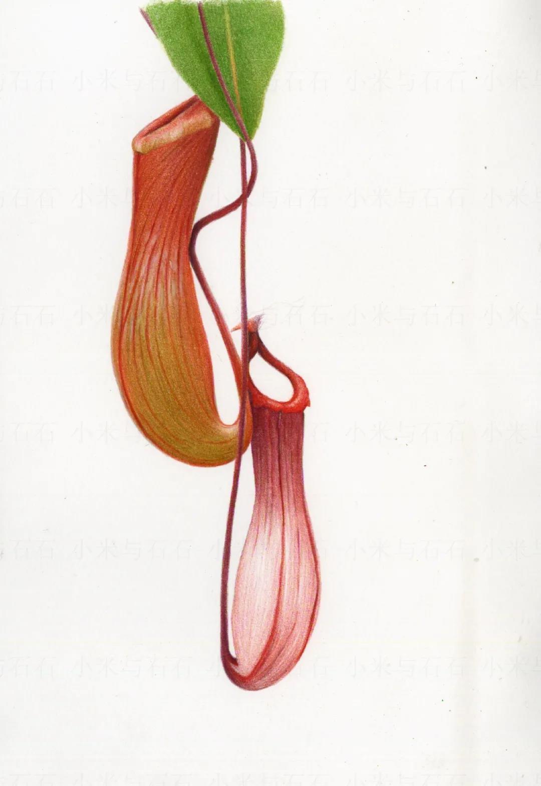 起稿.2. 用193熟胭红画猪笼草的藤蔓.3.