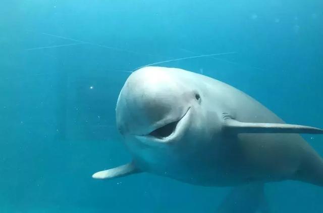 以中国科学家为首的一个国际研究团队提出,原来一直被认为是窄脊江豚