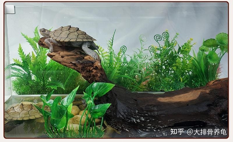 新手怎么养龟?新手养龟的注意要点 - 知乎