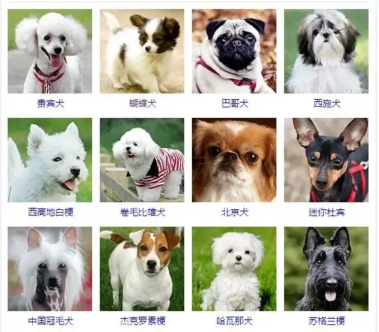 每日一宠:一篇文章让你了解狗的所有种类 - 知乎