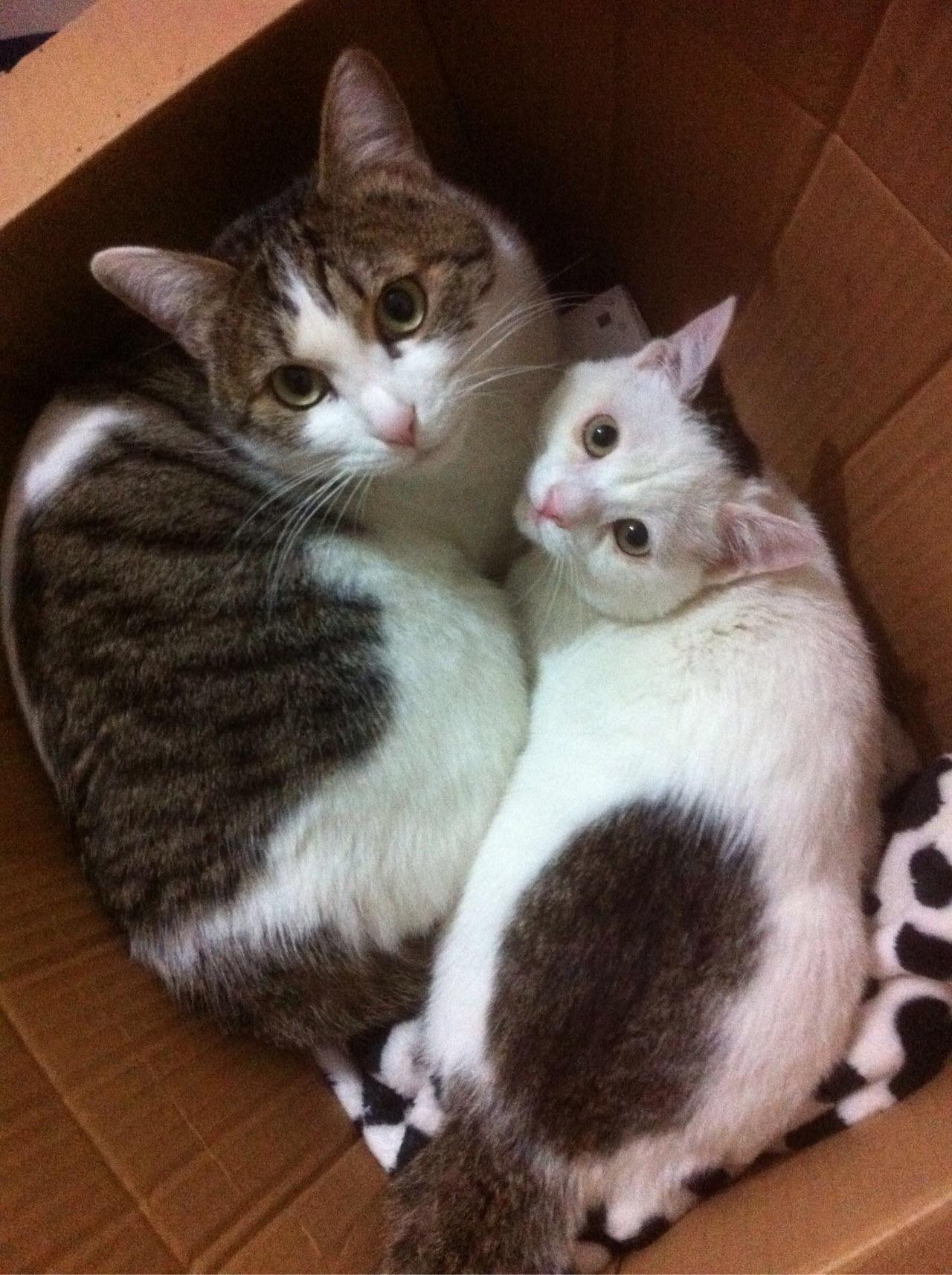 睡觉也要抱一起！两只猫同框怎么可以这么甜？！ - 知乎