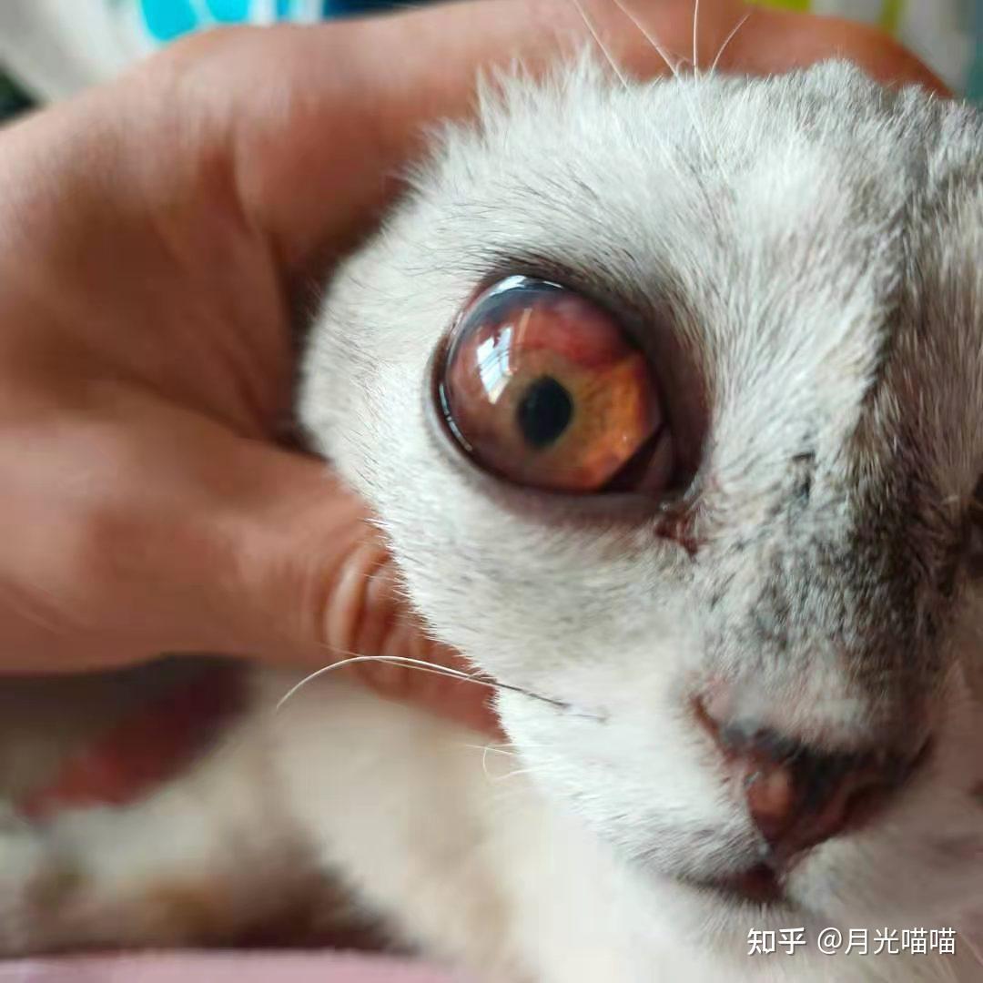 干性猫传腹症状