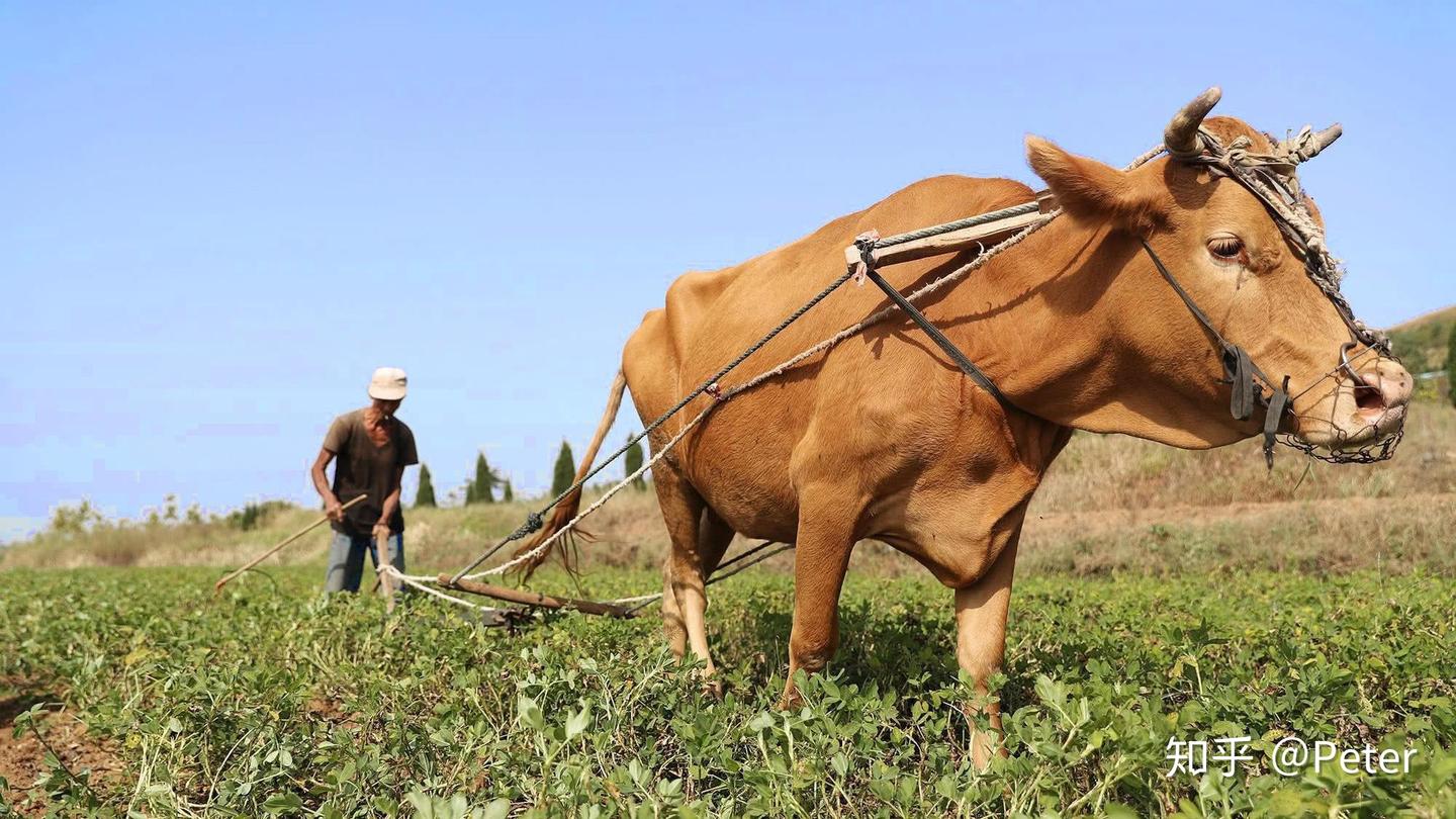 英语说“牛年”，是cow, bull 还是 ox？ - 知乎