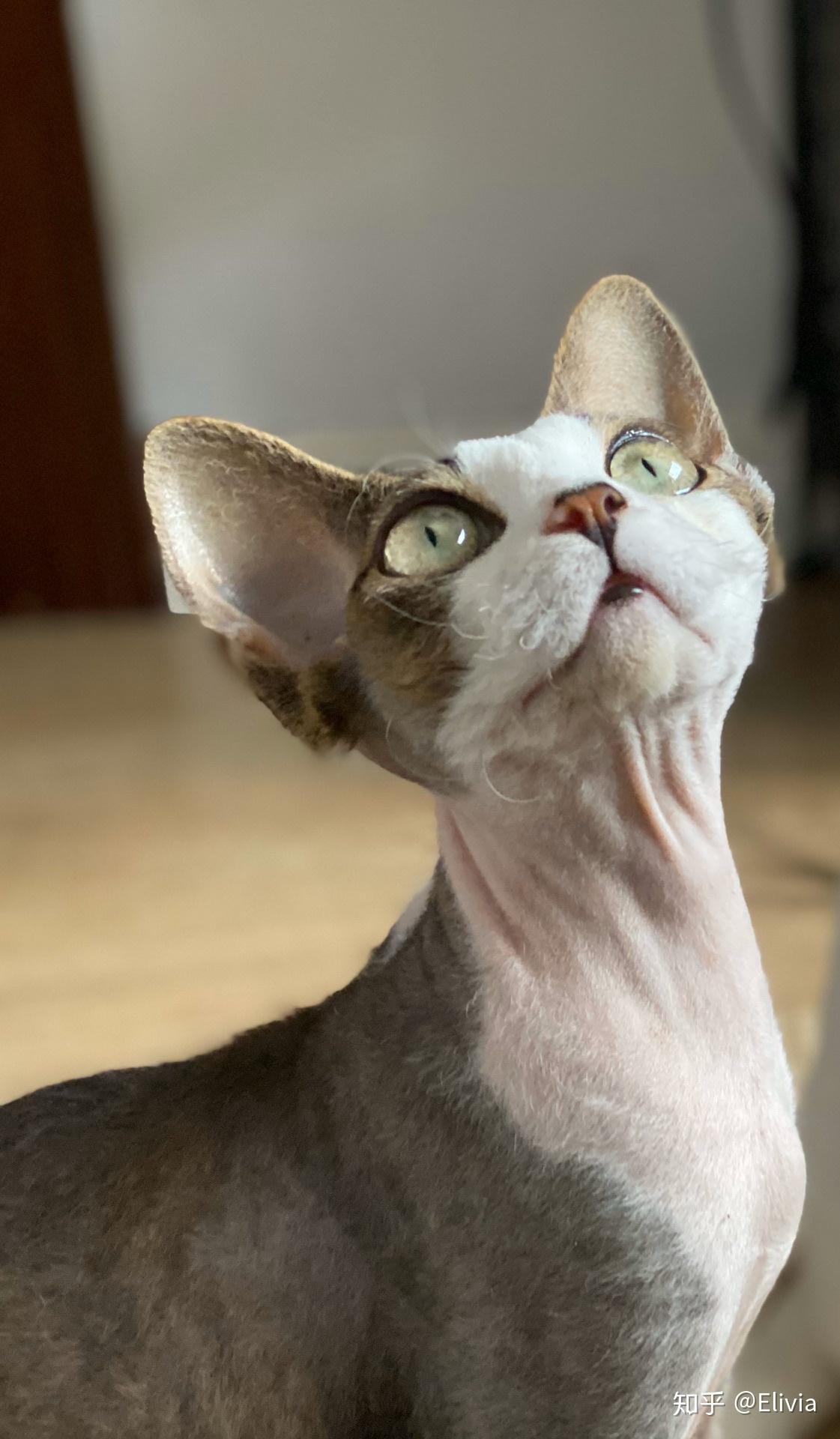 给你家德文卷毛猫拍过哪些好看的照片