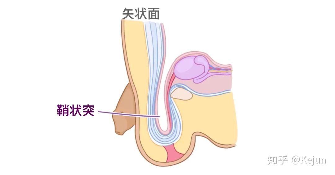 人体解剖学基础