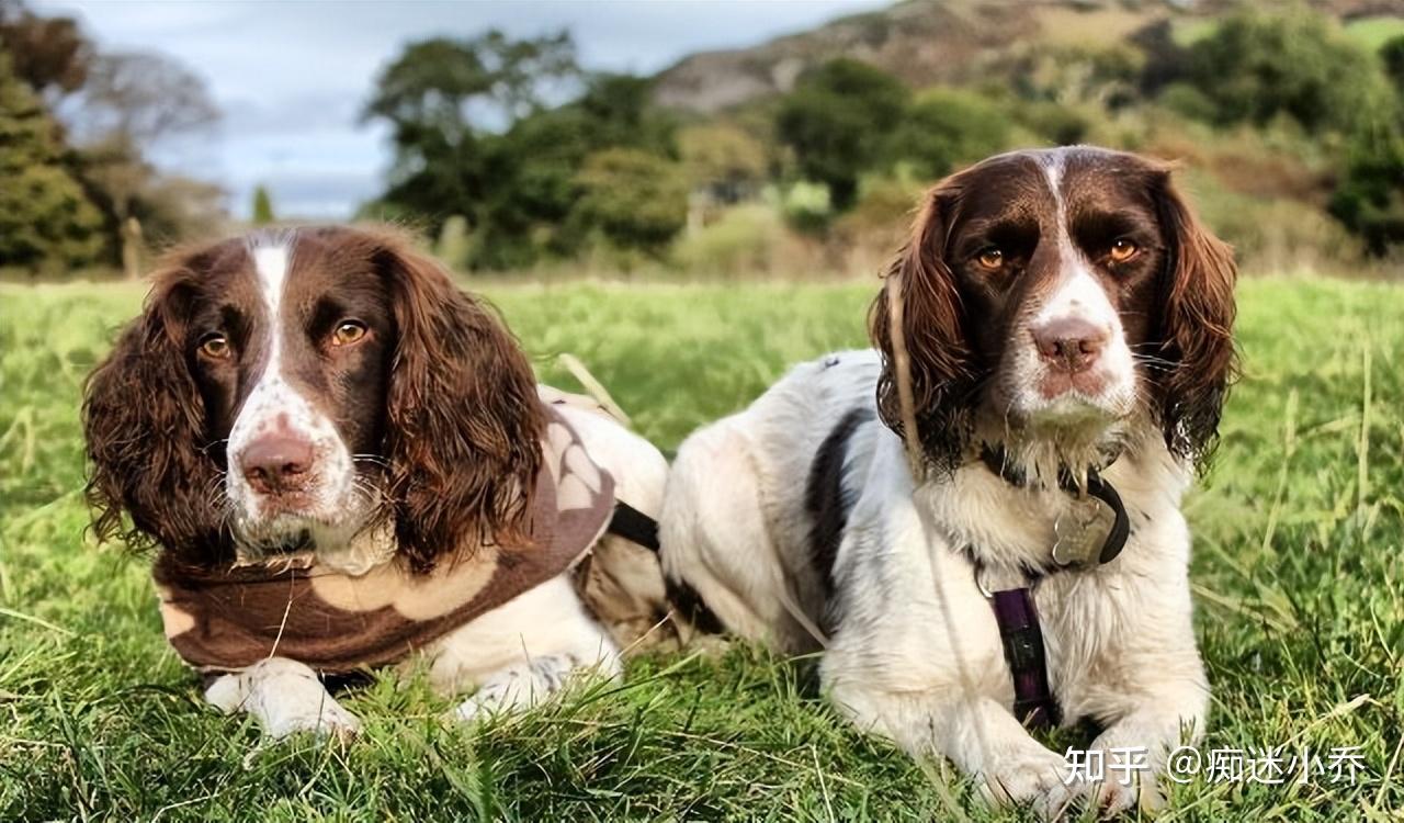 原来史宾格有这么多优点怪不得那么多人喜欢