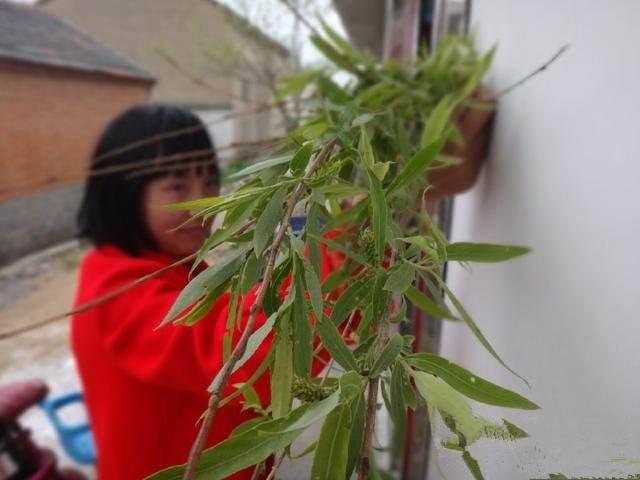 清明节为何要插柳,原来有这么多讲究!和每个人都有关! - 知乎