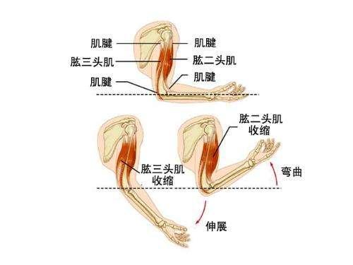 拉力器屈臂下压:刻画肱三头肌肉线条经典动作1