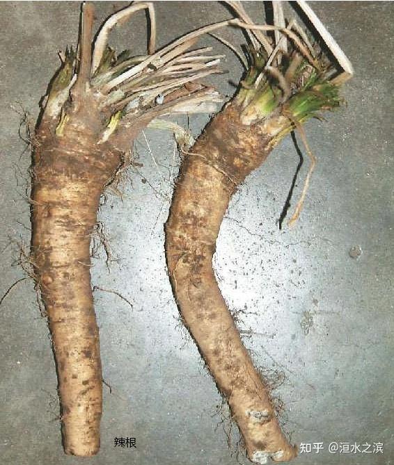 山葵原产华夏分布区域有中国大陆台湾和日本珍贵的调味食品