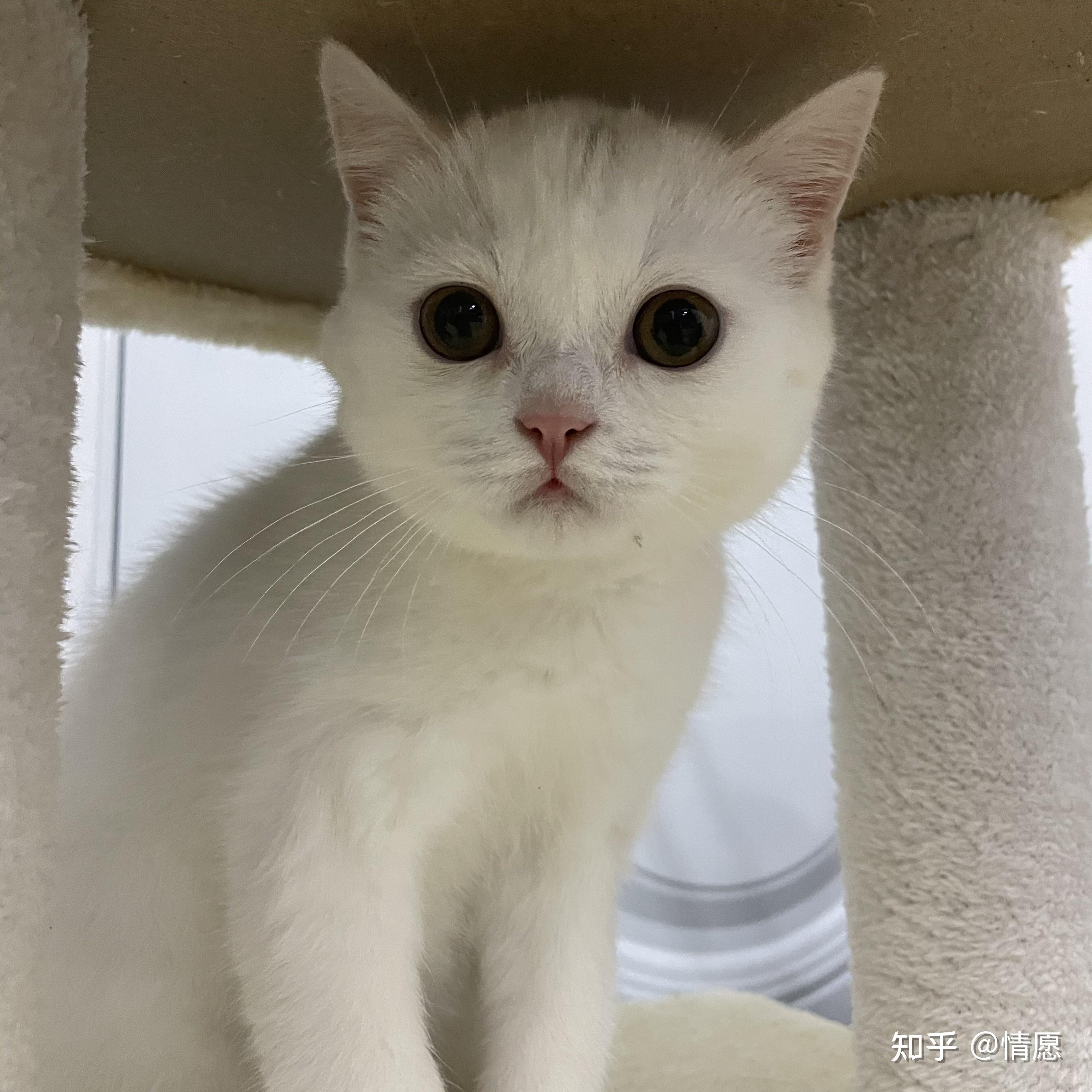 纯白英短跟普通白猫的区别到底在哪里