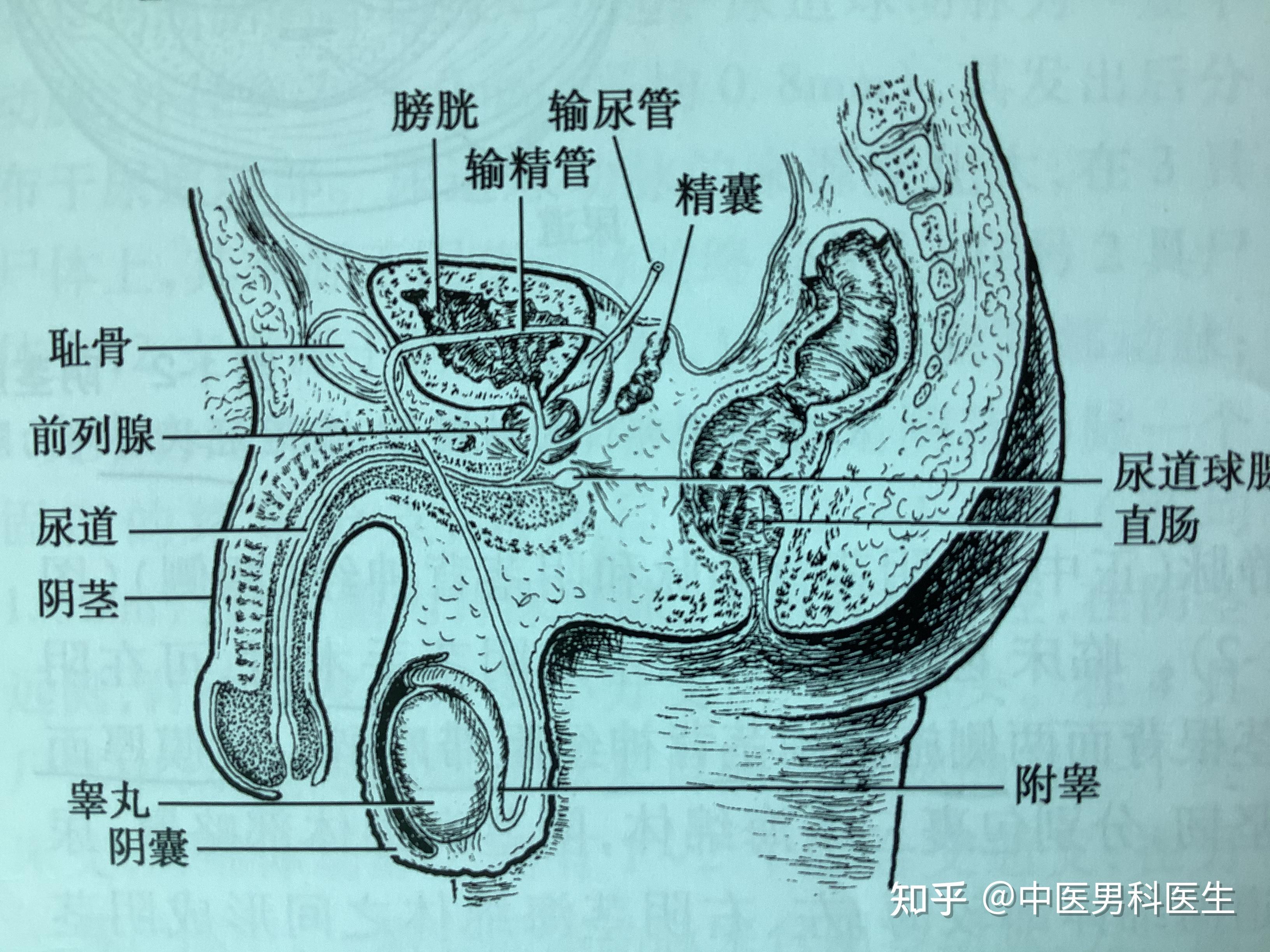 尿道球部的解剖位置图片