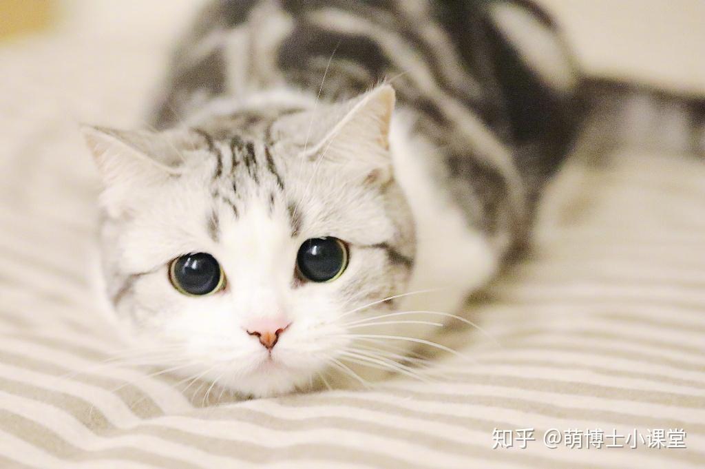 小猫喜欢咬人怎么办 骂了打了也没用 越来越凶