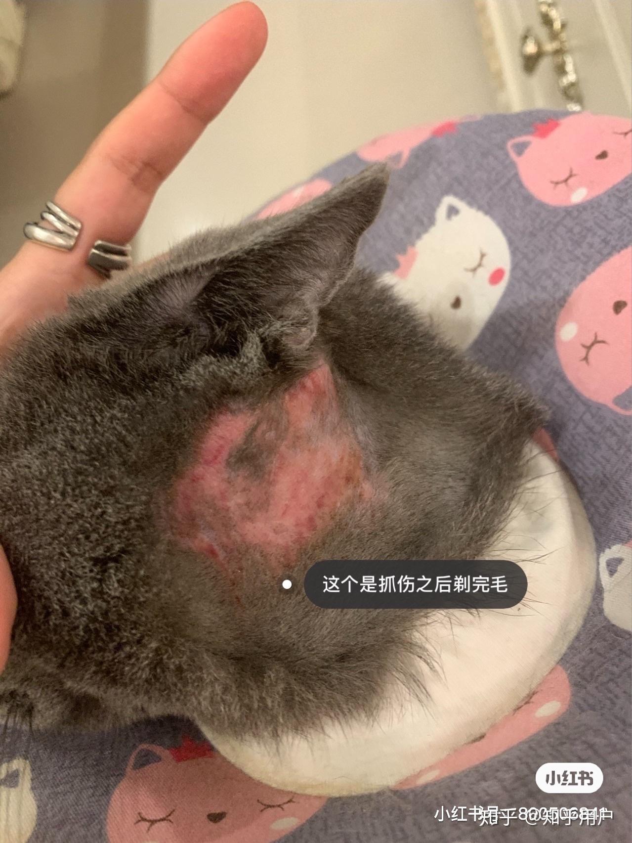 猫癣猫皮肤病求帮助