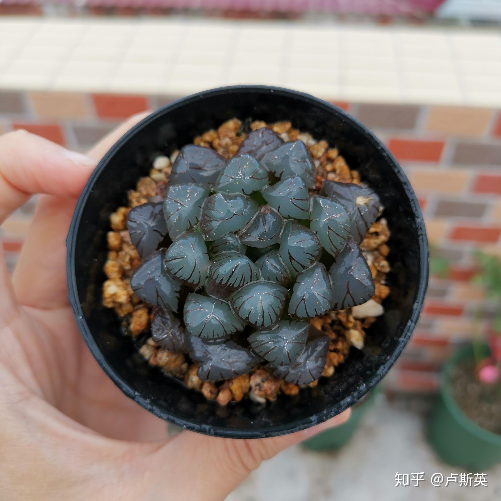 刚入手了一盆黑肌玉露请问能养的又厚又量