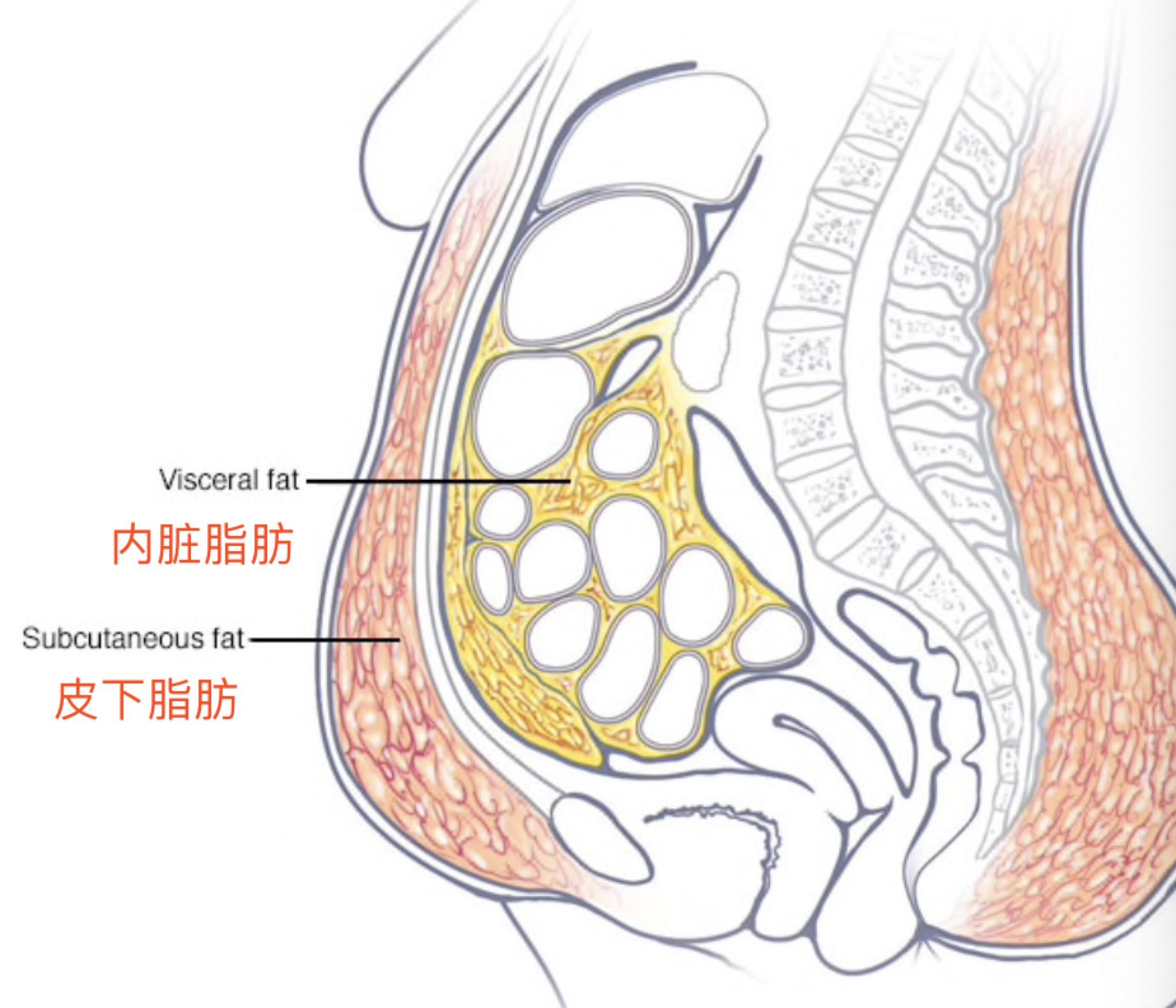 因为研究发现