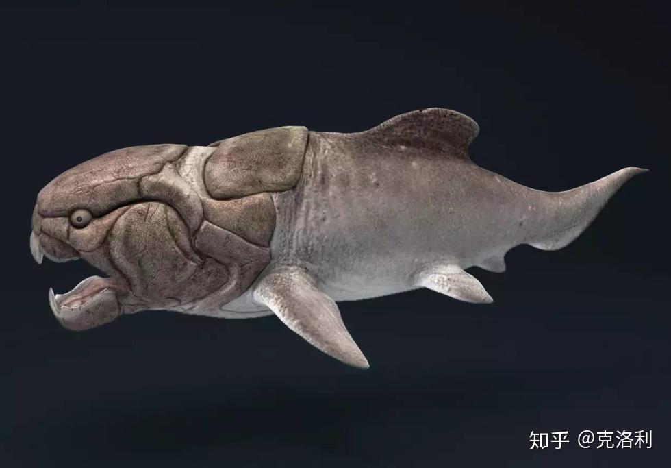 古空棘鱼进化图片图片