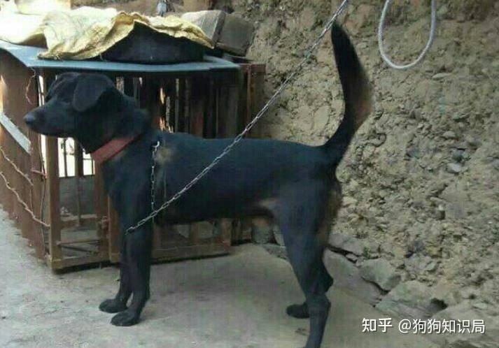 凉山犬图片大全图片