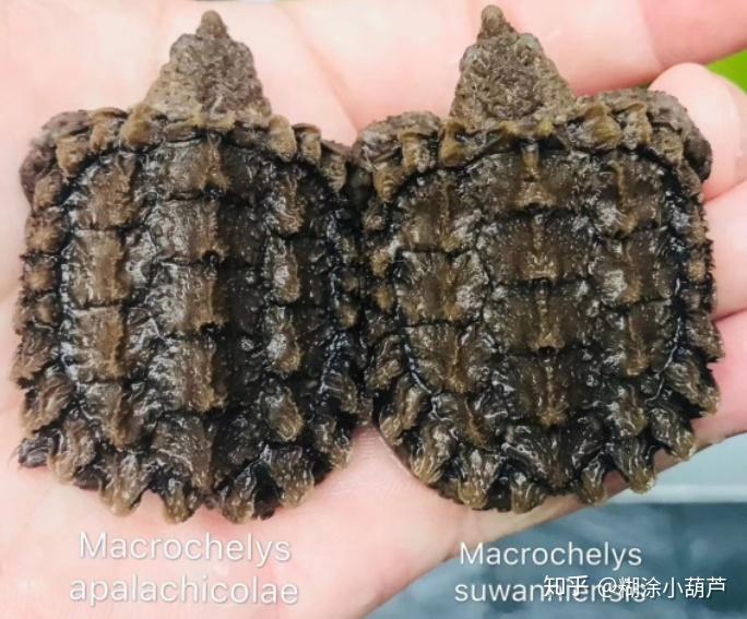 《百龟图》之真鳄龟