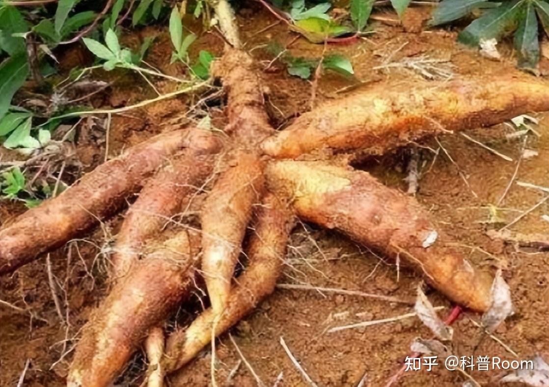 木薯居然有毒？红薯和木薯什么区别？ 知乎 