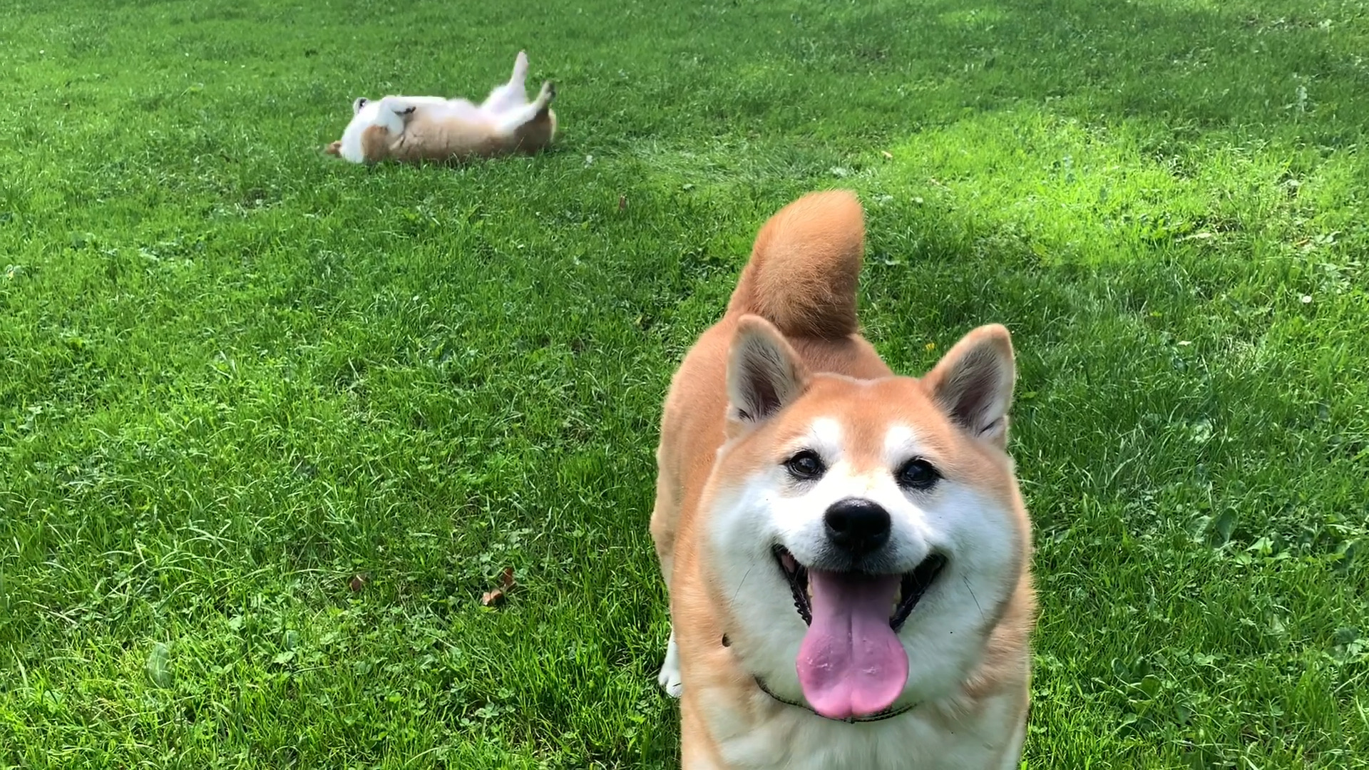 67关注大牛～你好～ 小柴犬与小柯基在德国的乡村生活～散步日常