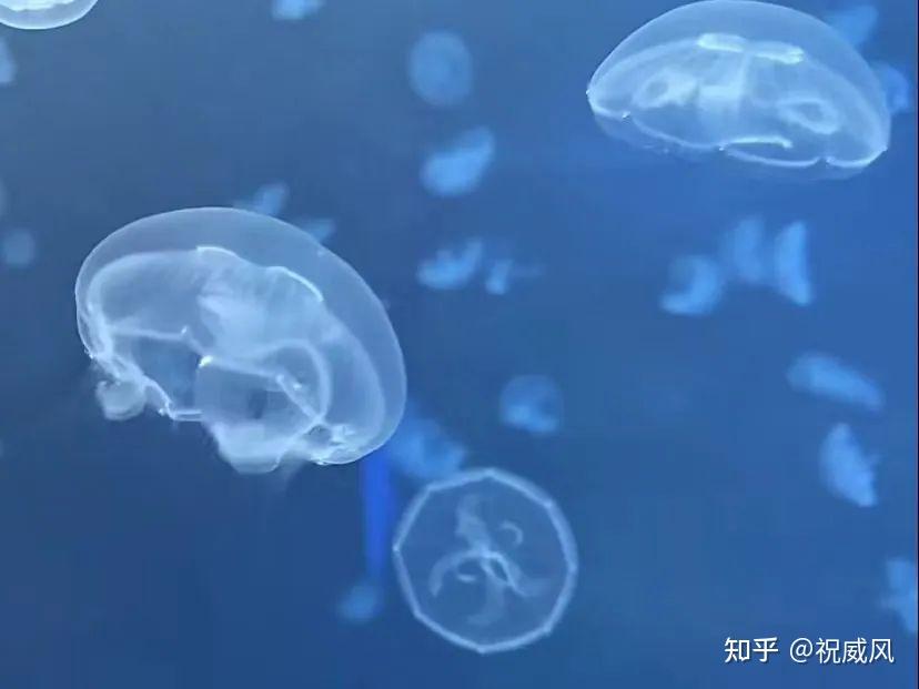 投资500摆摊卖水母!月入2w+ - 知乎