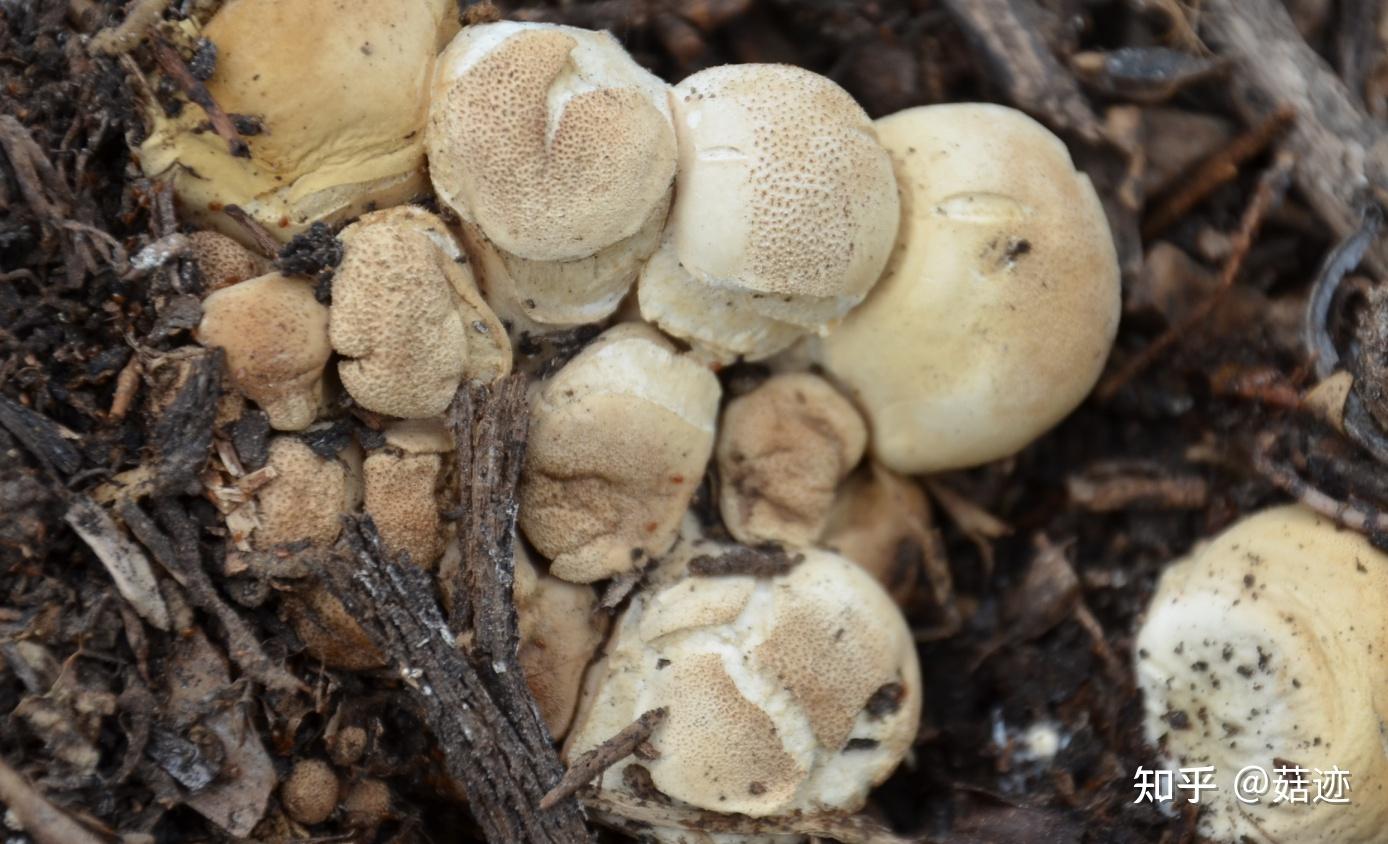 菇迹——粒皮马勃