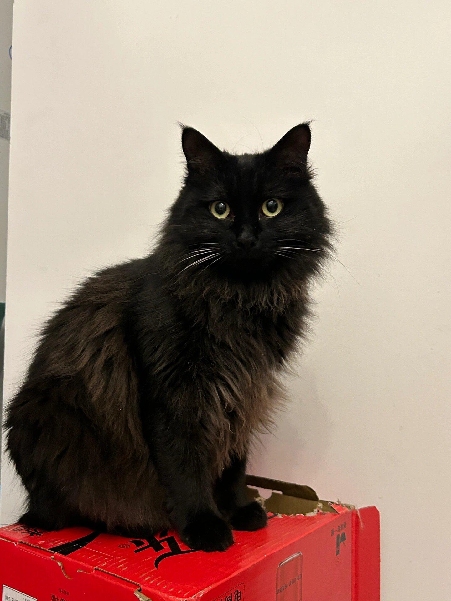 临清狮子猫:国产白猫永远的神!