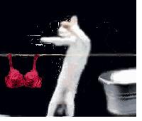 网红猫meme表情包第一弹（震惊猫） - 知乎