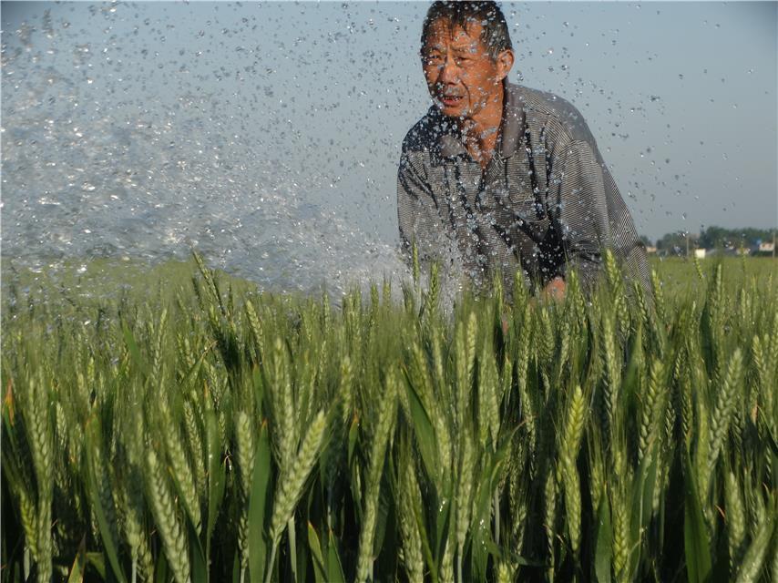 百万亩小麦喝上灌浆丰收水