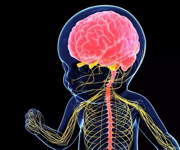 脑细胞不可再生?最新研究反转,成年人脑中仍有大量新生神经细胞 - 知乎