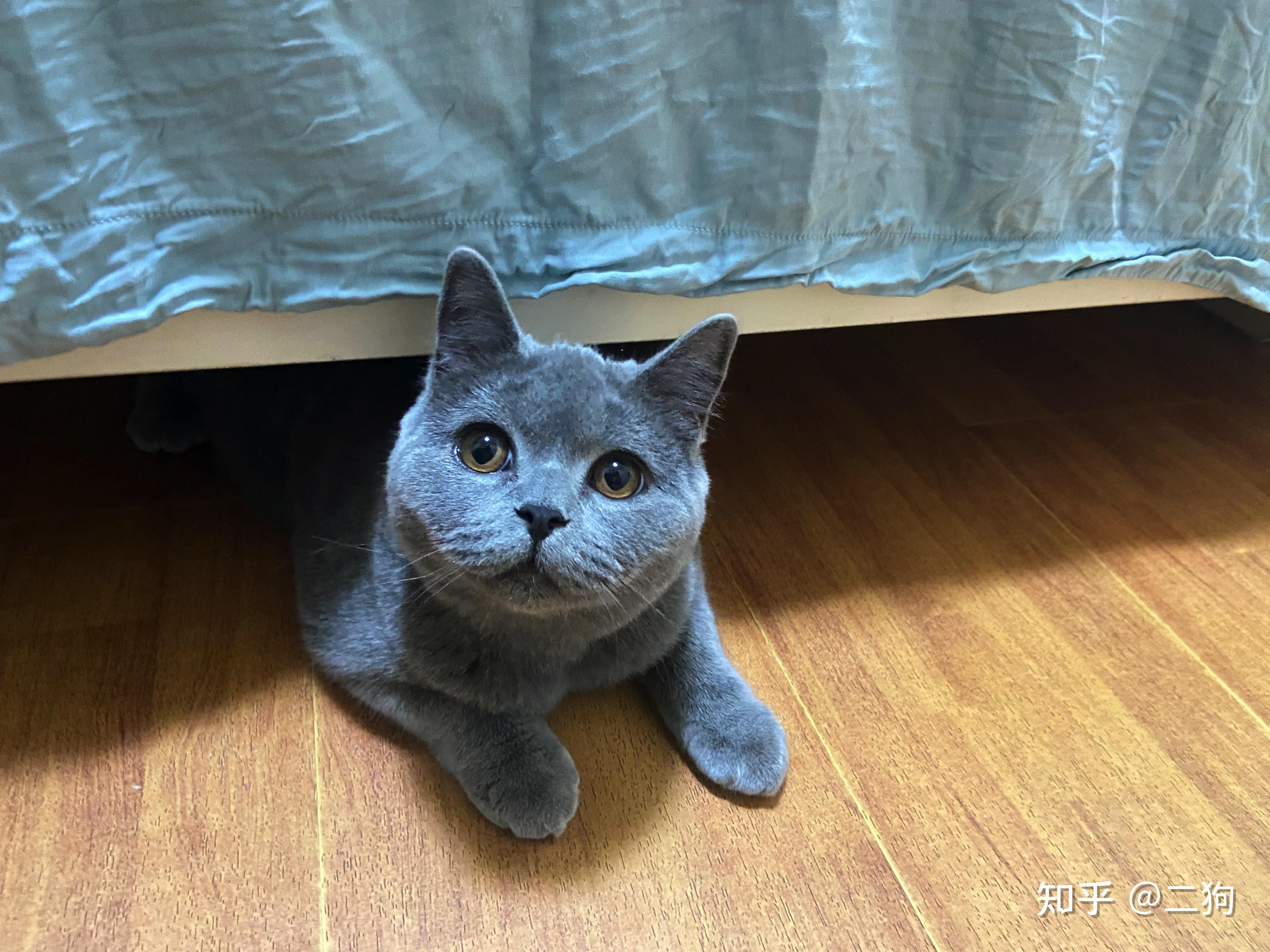 请问这个颜值的蓝猫算赛级吗? - 知乎