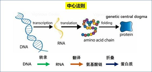 首先要清楚的 中心法则,也就是发现dna双螺旋结构的英国科学家