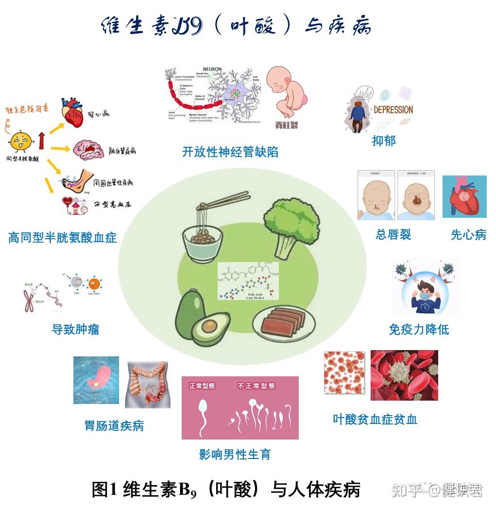 B族维生素系列(七):维生素B9(叶酸)(3)叶酸与疾病篇(上) - 知乎