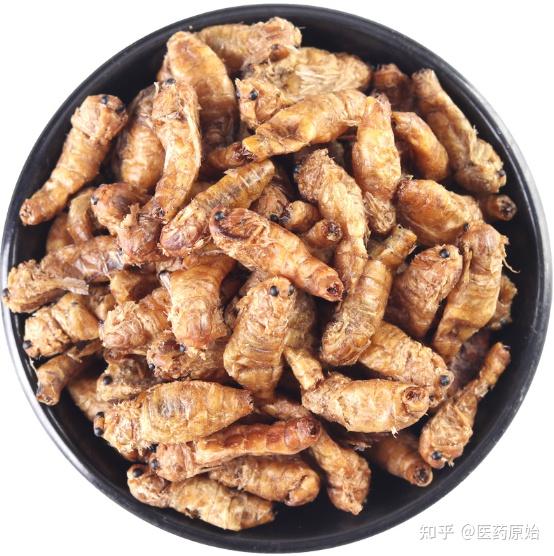 带你识别原蚕蛾 - 知乎