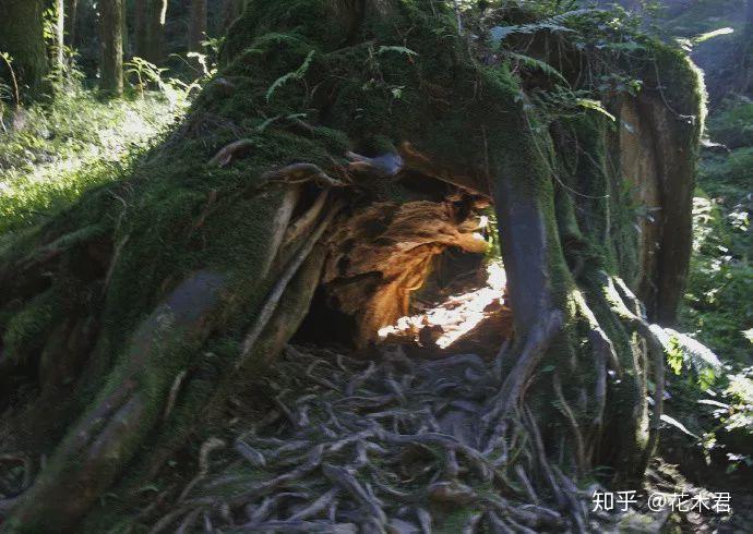 台湾宝岛上特有的国家珍稀濒危名贵树种:红桧 - 知乎