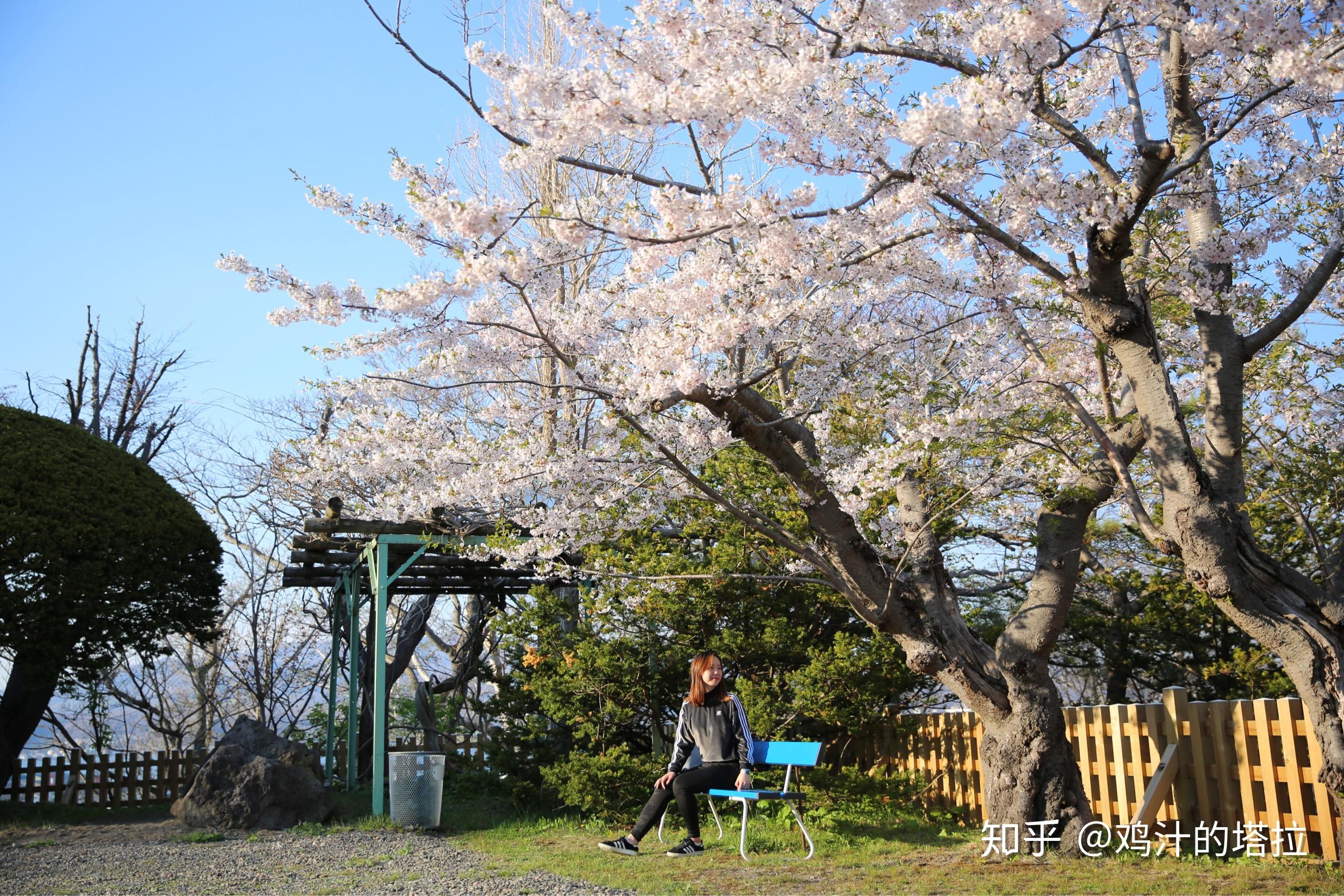 在日本哪里赏樱花最美？ - 知乎