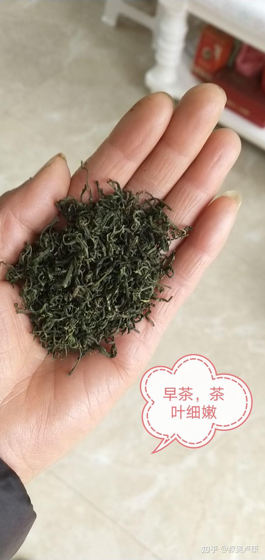 青岛崂山绿茶野生茶甘枣叶茶芊罗茶
