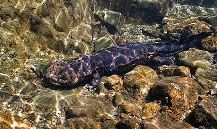 生物多样性专栏(5)| 一图解读《浙江省水生生物多样性保护实施方案》 - 知乎