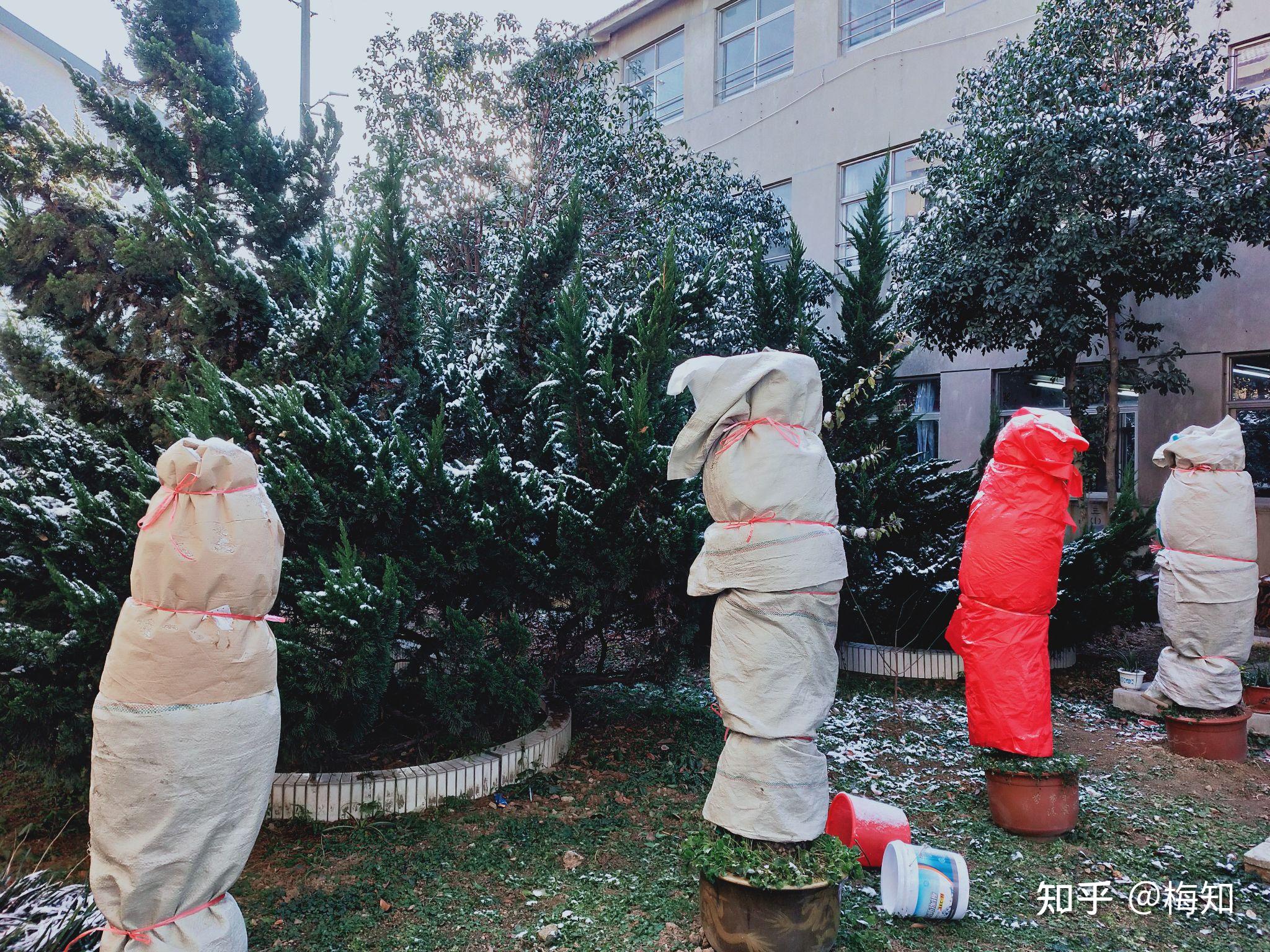 我们校园里的三棵铁树,早早就穿上厚厚的衣服面对严寒,每一种植物,都
