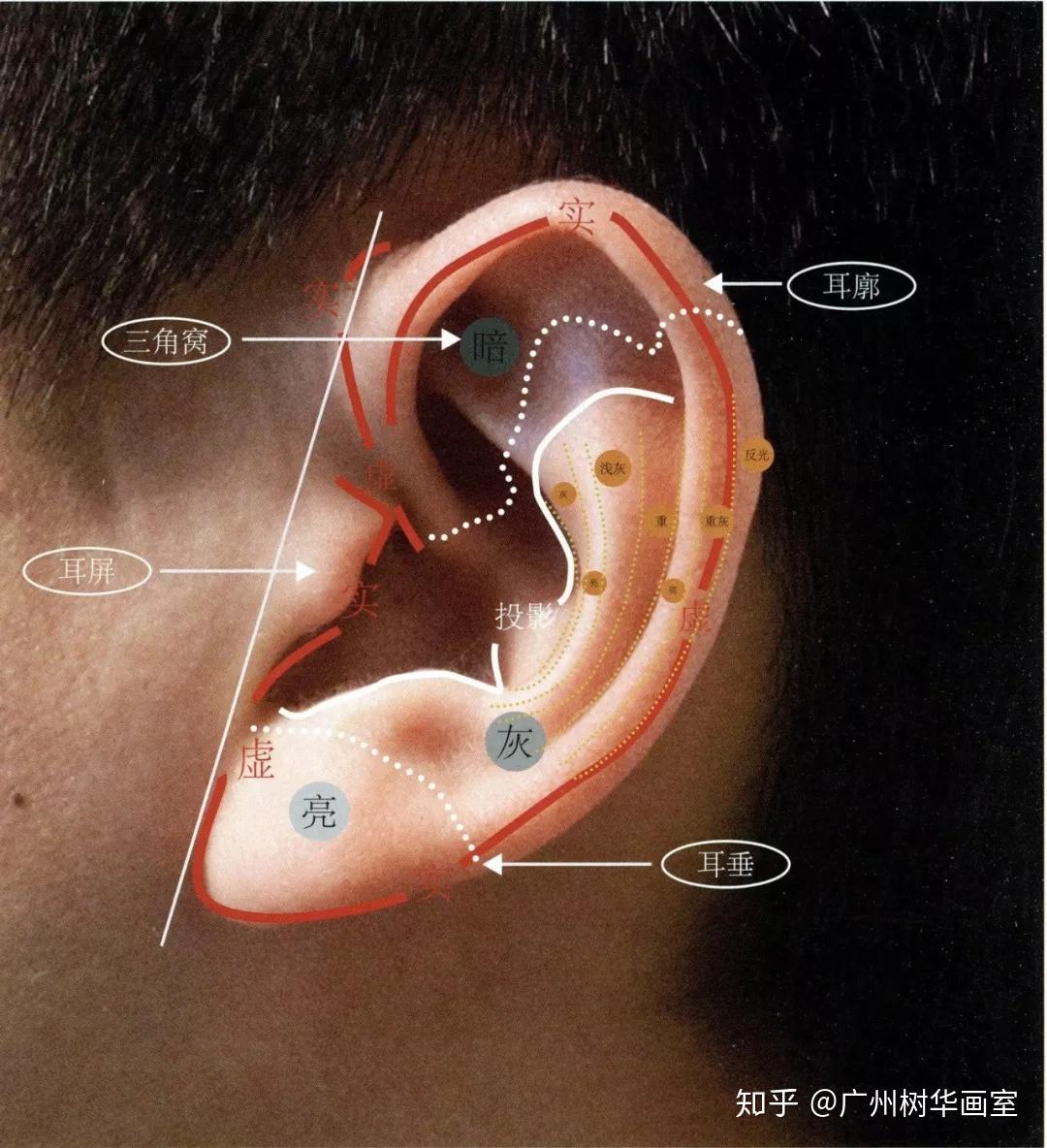形状耳朵的形状是不规则的壳状,轮廓呈c形,上宽下窄,中央是一个凹形碗