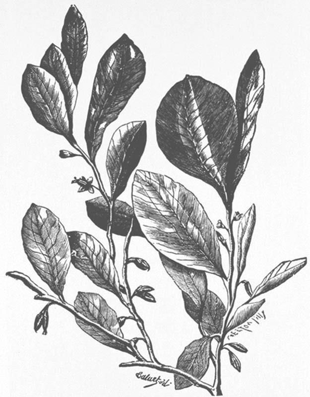 无辜的古柯树,后院植物完美之选