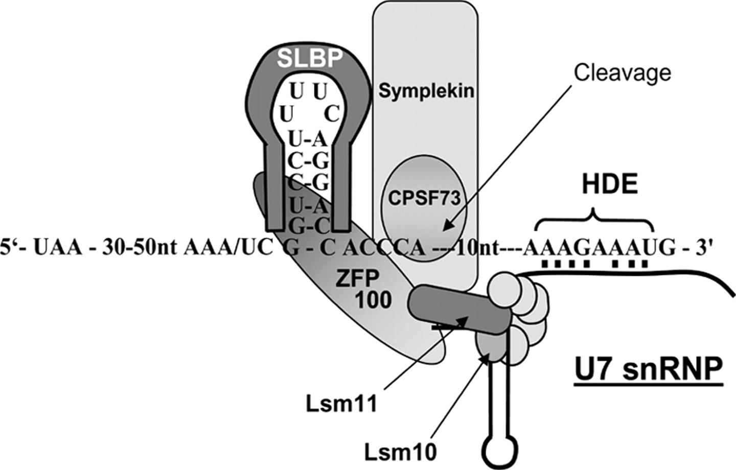 Science 揭示histone Pre Mrna 3 端加工的分子机制 知乎