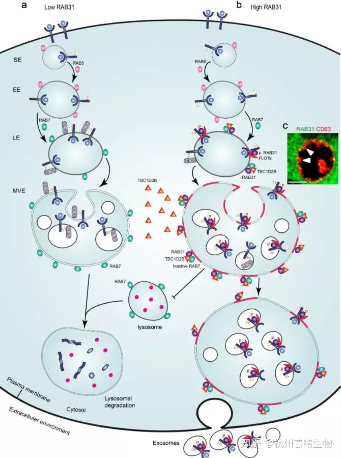 模式圖進一步證明,rab31募集了tbc1d2b來滅活rab7,以抑制mve與溶酶體