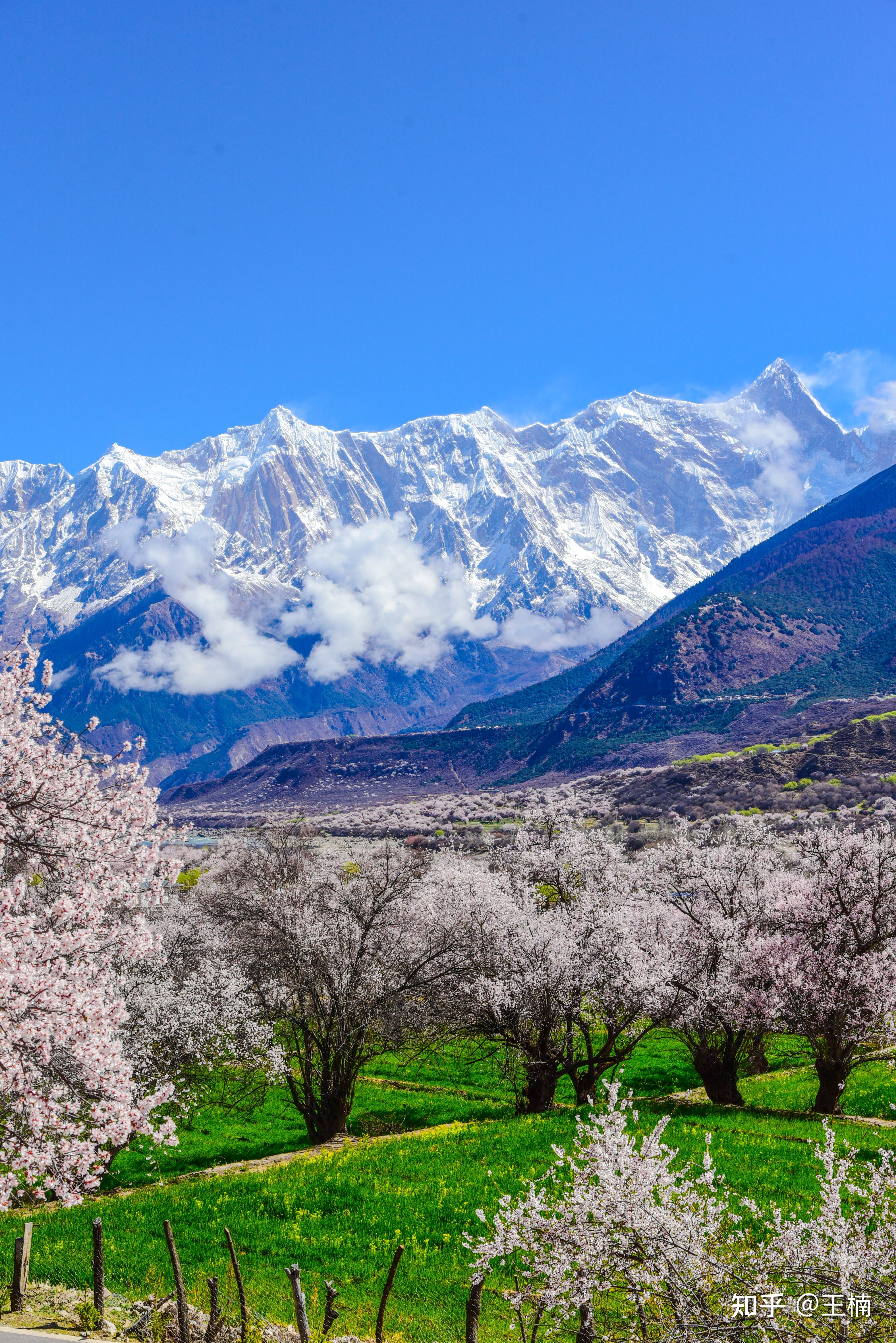 林芝的桃花节有怎样的花景