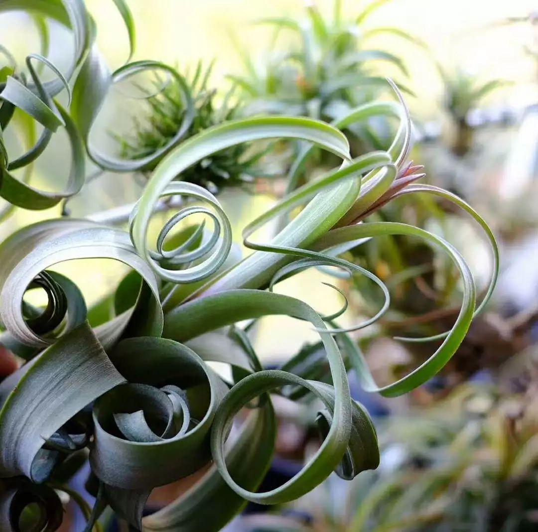 空气凤梨养护全攻略